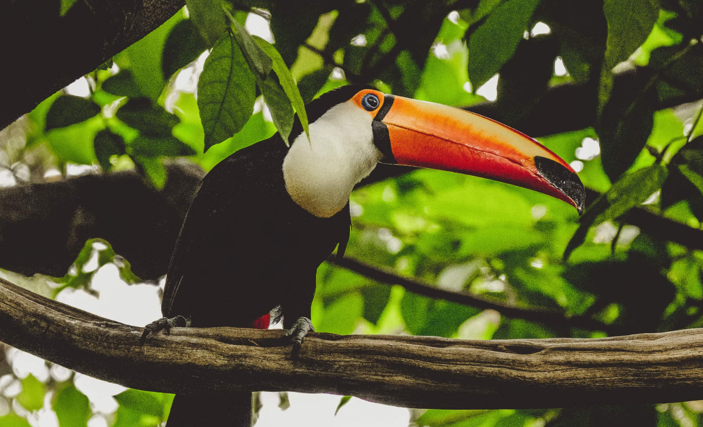 Home_Tucan_Banner