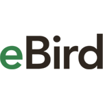 clo_ebird_solo_web